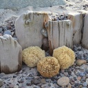 Cocoon Organic | Honeycomb Sea Sponge
