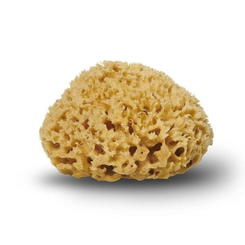 Cocoon | Honeycomb Sea Sponge